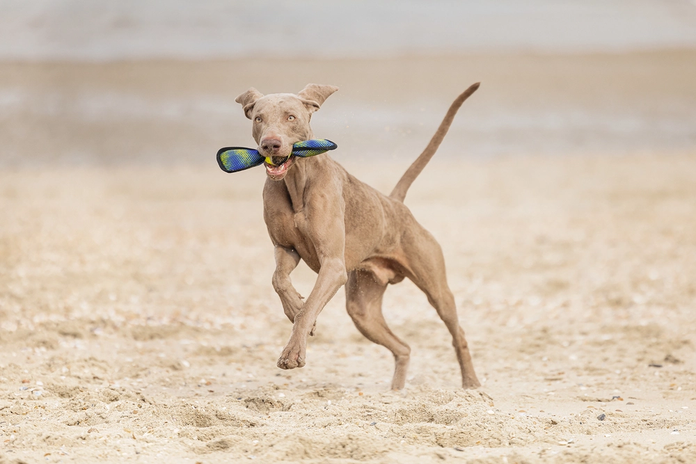 Beeztees Köpek Oyuncağı, Yüzen, Tenis Topu, Mavi/Sarı, 30x9,5x6,3cm - 5
