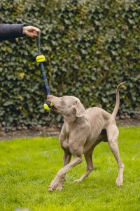 Beeztees Köpek Oyuncağı, Yüzen, Tutamaçlı İki Tenis Topu, Mavi/Sarı, 44x6,3x6,3cm - 2