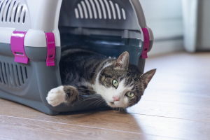 Beeztees Köpek veya Kedi Taşıma Kabı, Gri/Pembe, 51x34,5x33cm - 4