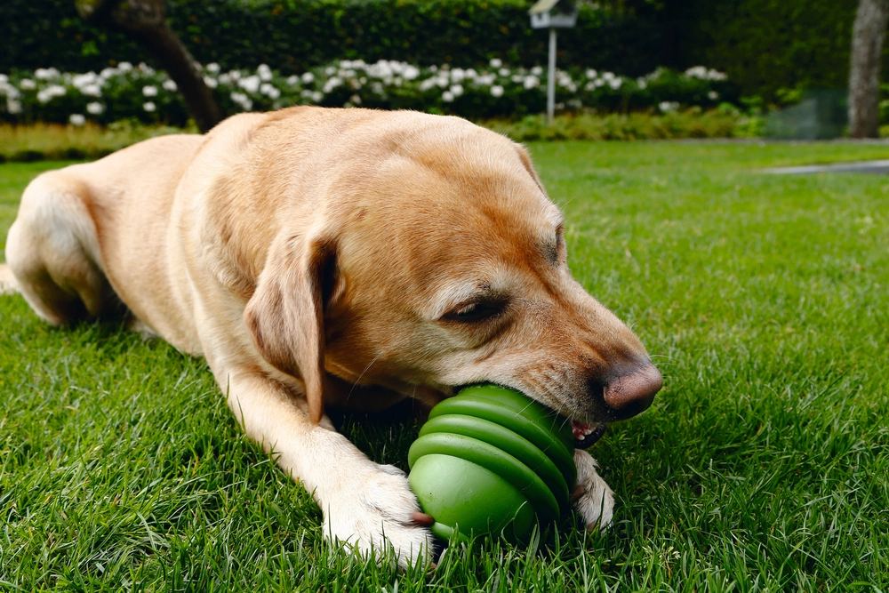 Beeztees Sumo Dayanıklı Dental Oyuncak L Yeşil 1 - 2