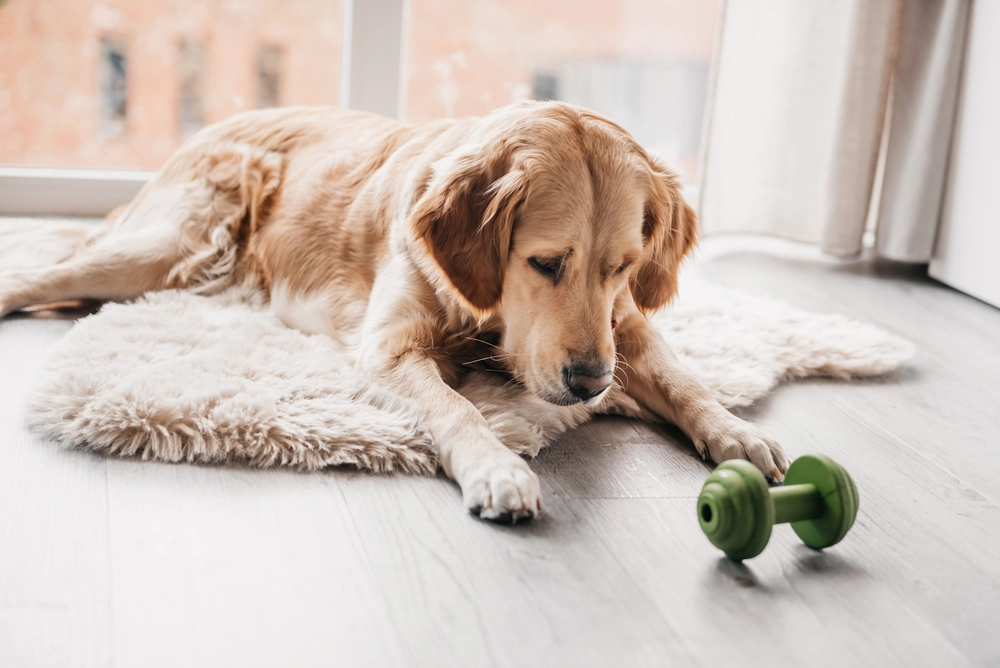 Beeztees Sumo Halter Şekilde Dental Oyuncak 13x7x - 2