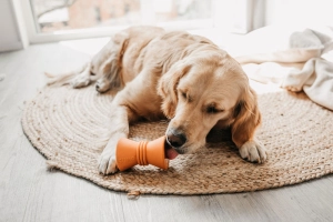 Beeztees Sumo Makara Şeklinde Dental Oyuncak 10x7 - 2