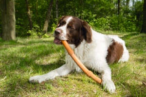 Beeztees Sumo Stıck Dental Oyuncak Turuncu 50x3x3 - 2