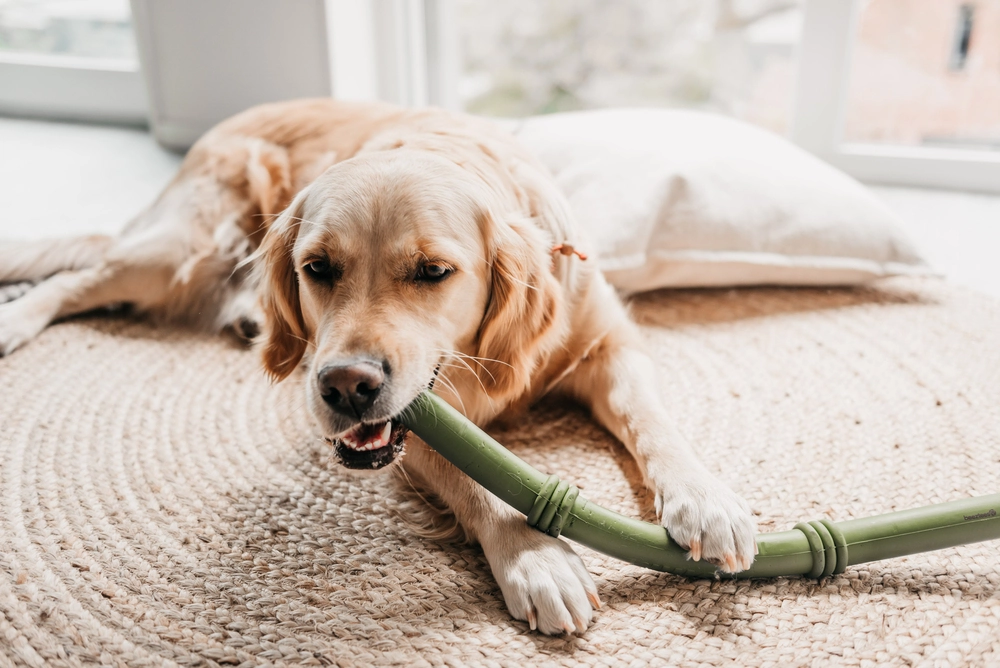 Beeztees Sumo Stıck Dental Oyuncak Yeşil 50x3x3 - 2