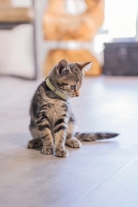 Beeztees Yavru Kedi Boyun Tasması, Bebek Sarı, 18-23cm - 2