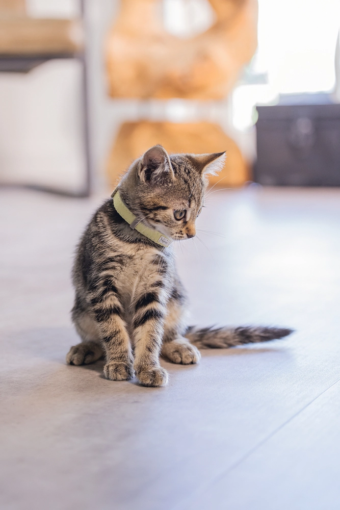 Beeztees Yavru Kedi Boyun Tasması, Bebek Sarı, 18-23cm - 2