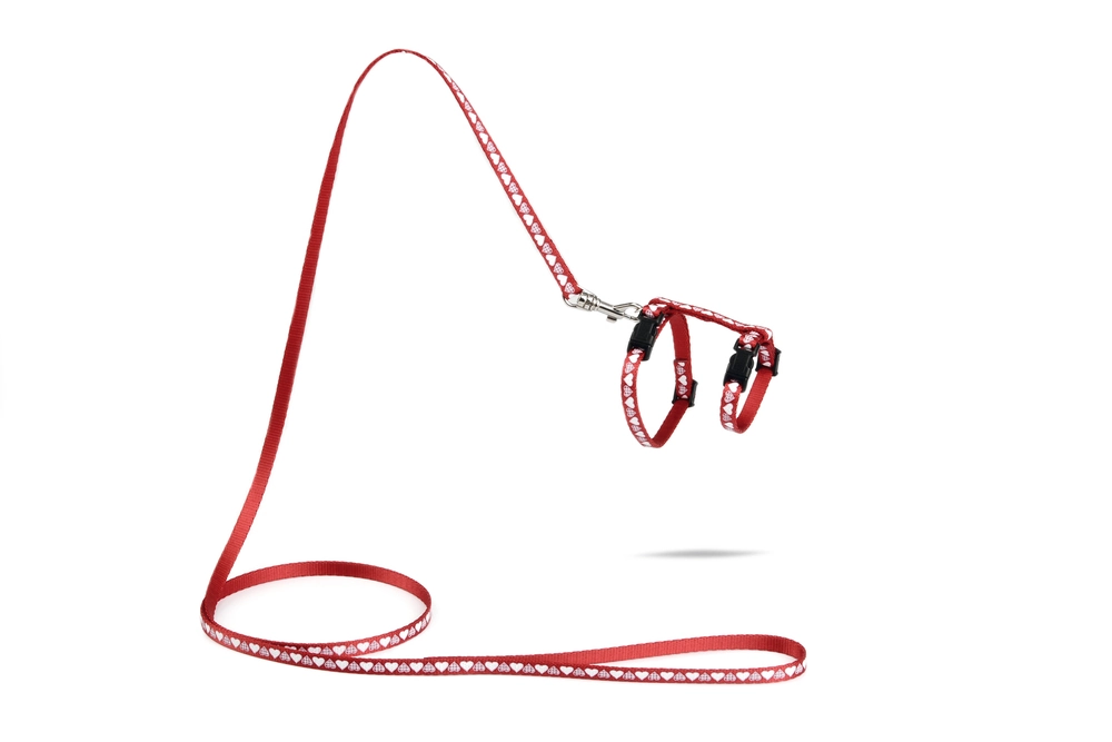 Beeztees Yavru Kedi Göğüs Tasması ve Gezdirme Kayışı 120cm, Kırmızı, 16-25cm Boyun, 23-36cm Göğüs - 1