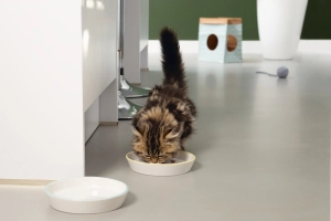 Beeztees Yavru Kedi Mama Su Kabı, Seramik, Gri Mint, 17,5cmx3,5cm - 2