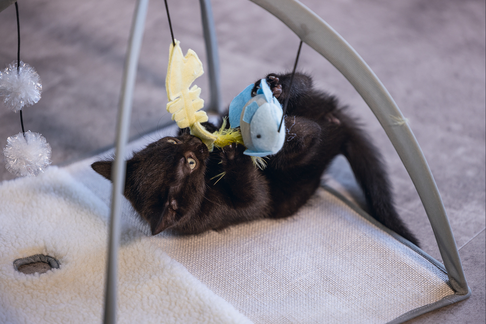 Beeztees Yavru Kedi Oyun Parkı, 40x40x33cm - 3