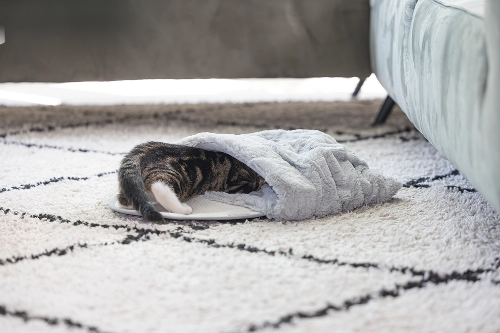 Beeztees Yavru Kedi Oyun Yatağı, Oyuncaklı, 50x40x15cm - 2