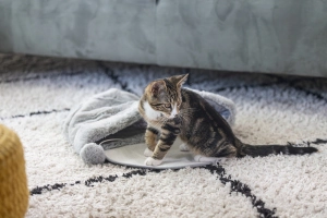 Beeztees Yavru Kedi Oyun Yatağı, Oyuncaklı, 50x40x15cm - 5