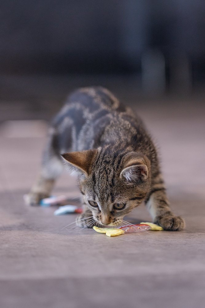 Beeztees Yavru Kedi Oyuncağı, Esnek Balık, 3 Adet, 3,5x8,5cm - 4