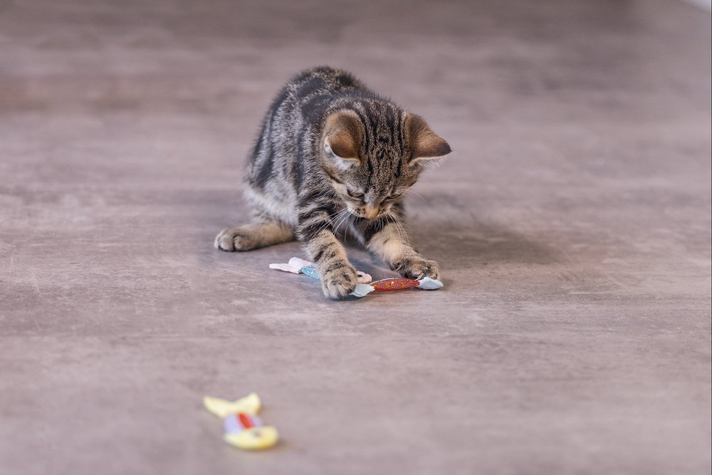 Beeztees Yavru Kedi Oyuncağı, Esnek Balık, 3 Adet, 3,5x8,5cm - 5