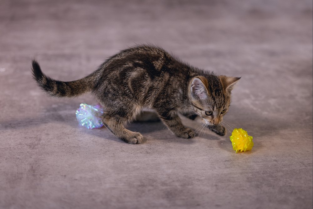 Beeztees Yavru Kedi Oyuncağı, hışırtılı Top, 5cm - 4