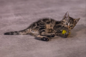 Beeztees Yavru Kedi Oyuncağı, hışırtılı Top, 5cm - 5