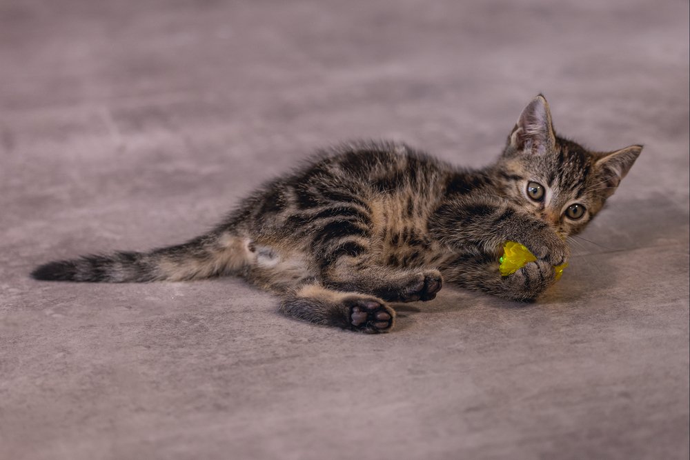 Beeztees Yavru Kedi Oyuncağı, hışırtılı Top, 5cm - 5