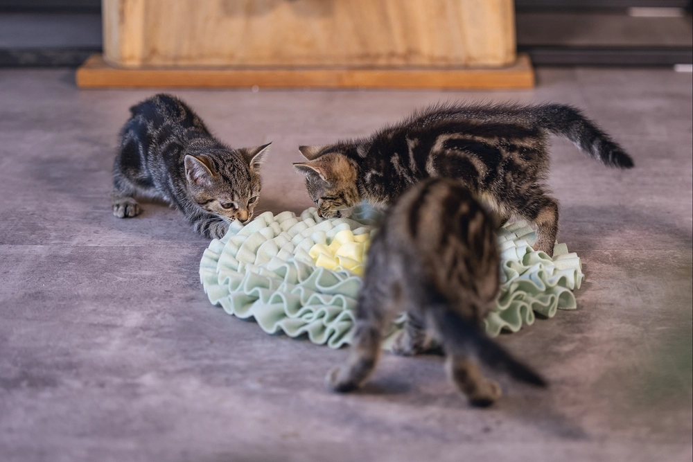 Beeztees Yavru Kedi Oyuncağı, Ödül Saklama, 38x38x3cm - 3