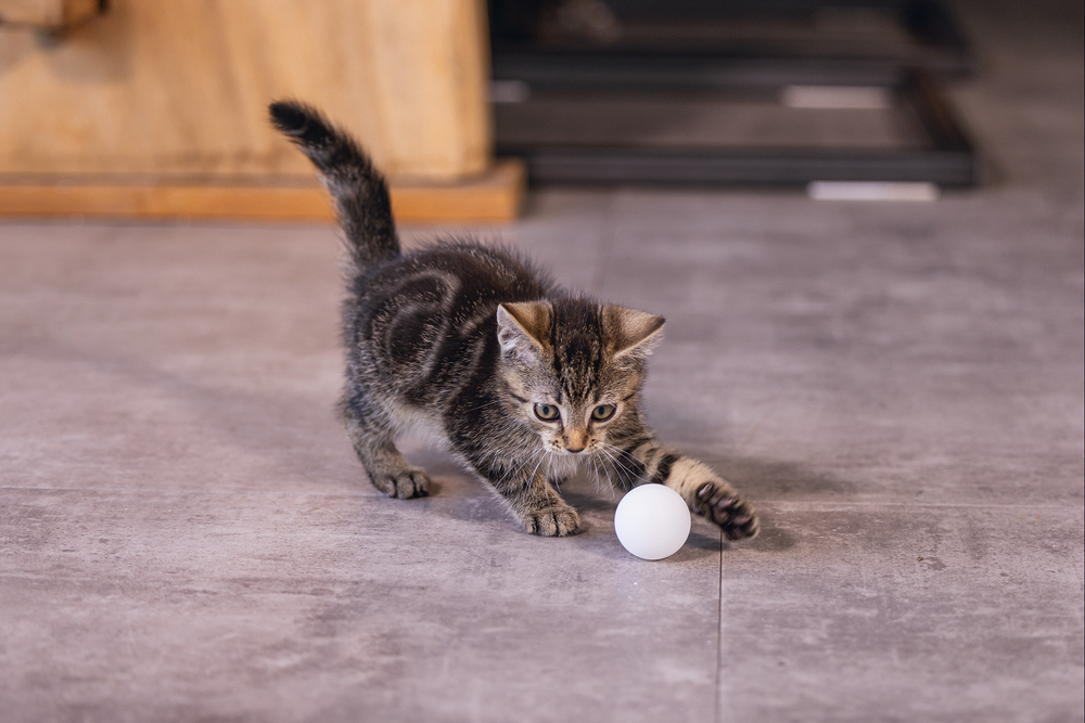 Beeztees Yavru Kedi Oyuncağı, Ping Pong Topu, 4 Adet, 4cm - 3