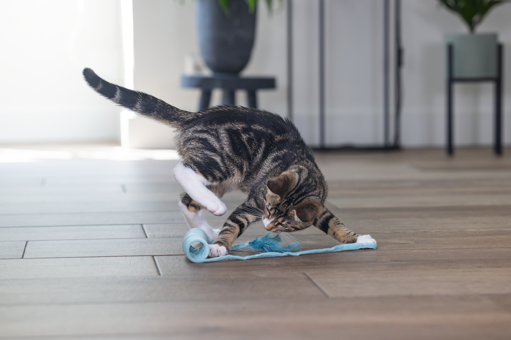 Beeztees Yavru Kedi Oyuncağı, Yay, Peluş, 60x4x4cm - 3