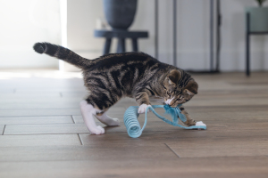 Beeztees Yavru Kedi Oyuncağı, Yay, Peluş, 60x4x4cm - 4