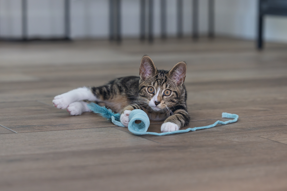 Beeztees Yavru Kedi Oyuncağı, Yay, Peluş, 60x4x4cm - 5