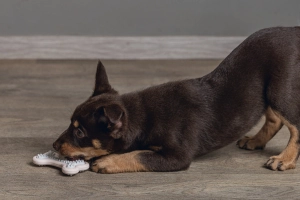 Beeztees Yavru Köpek Diş Oyuncağı, İçi Dolu Halka, Kauçuk, Pembe, 10cm - 4