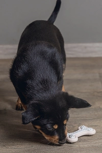 Beeztees Yavru Köpek Diş Oyuncağı, İçi Dolu Halka, Kauçuk, Pembe, 10cm - 5