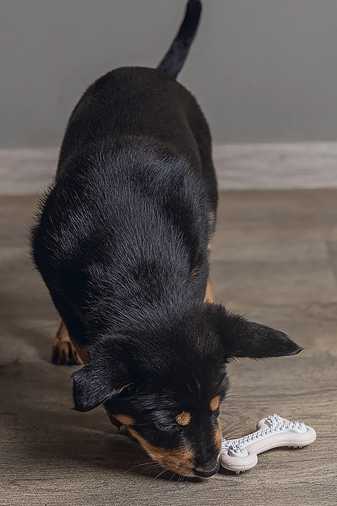 Beeztees Yavru Köpek Diş Oyuncağı, İçi Dolu Halka, Kauçuk, Pembe, 10cm - 5