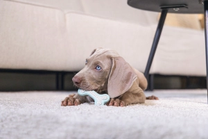 Beeztees Yavru Köpek Diş Oyuncağı, İçi Dolu Halka, Kauçuk, Yeşil, 10cm - 3