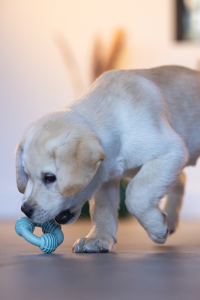 Beeztees Yavru Köpek Diş Oyuncağı, İçi Dolu Halka, Kauçuk, Yeşil, 8cm - 2