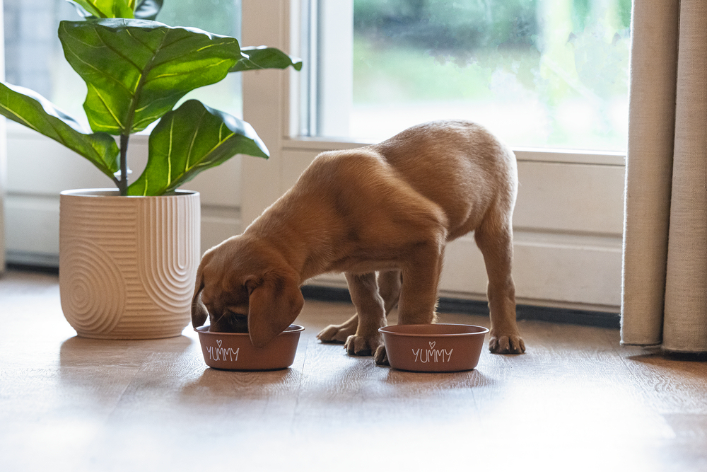 Beeztees Yavru Köpek Mama Su Kabı, Paslanmaz Çelik, Kaymaz Taban, Kiremit, 13cm, 470ml - 2