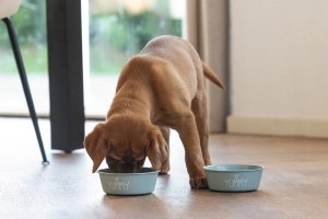 Beeztees Yavru Köpek Mama Su Kabı, Paslanmaz Çelik, Kaymaz Taban, Turkuaz, 13cm, 470ml - 2