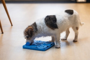 Beeztees Yavru Köpek Mama Yeme Oyuncağı, Kare Şeklinde, Silikon, Mavi, 20x20cm - 2