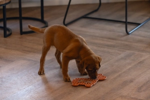 Beeztees Yavru Köpek Mama Yeme Oyuncağı, Lama Şeklinde, Silikon, Kahverengi, 25x22cm - 4