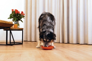 Beeztees Yavru Köpek Mama Yeme Oyuncağı, Silikon, Kırmızı, 19cm - 2