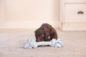 Beeztees Yavru Köpek Oyuncağı, Çift Düğümlü Diş İpi, Peluş, Mavi, 20x6x4,5cm - 2