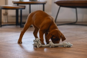 Beeztees Yavru Köpek Oyuncağı, Çift Düğümlü Diş İpi, Peluş, Mavi, 30x6x4,5cm - 2