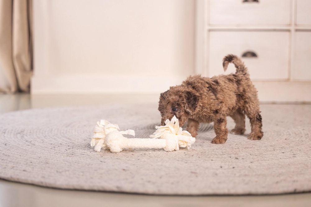 Beeztees Yavru Köpek Oyuncağı, Çift Düğümlü Diş İpi, Peluş, Pembe, 20x6x4,5cm - 2