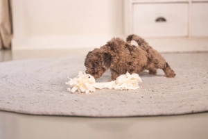 Beeztees Yavru Köpek Oyuncağı, Çift Düğümlü Diş İpi, Peluş, Pembe, 20x6x4,5cm - 3