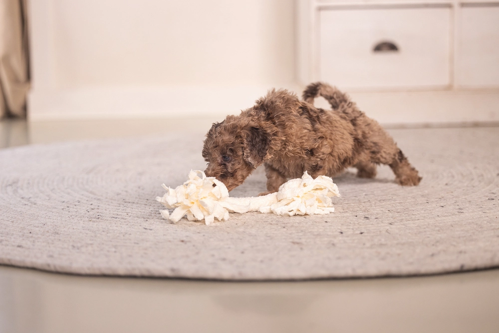 Beeztees Yavru Köpek Oyuncağı, Çift Düğümlü Diş İpi, Peluş, Pembe, 20x6x4,5cm - 3