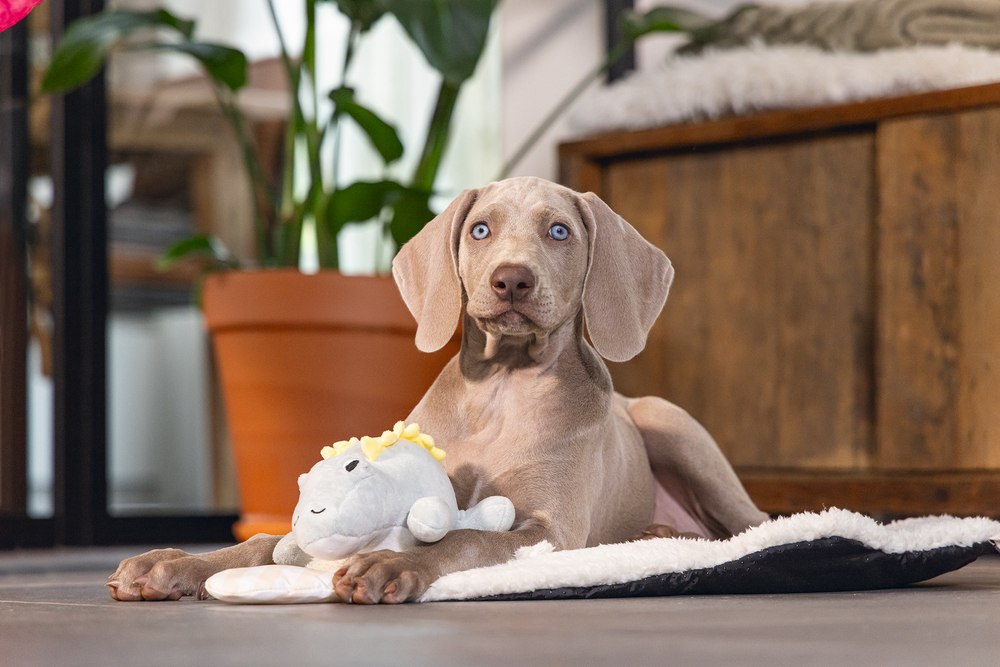 Beeztees Yavru Köpek Oyuncağı, Dinazor, Peluş, Yeşil, 19x14,5x9cm - 2