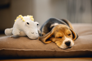 Beeztees Yavru Köpek Oyuncağı, Dinazor, Peluş, Yeşil, 19x14,5x9cm - 3