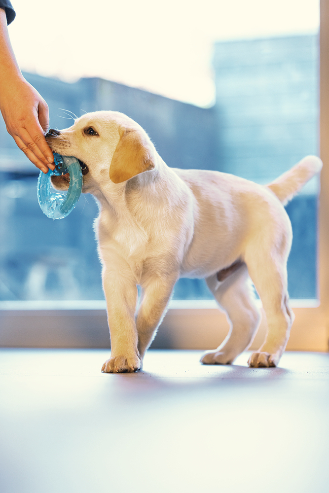 Beeztees Yavru Köpek Oyuncağı, Diş Kaşıma için Soğutulabilir, TPR, Mavi, 10x10x2,3cm - 3