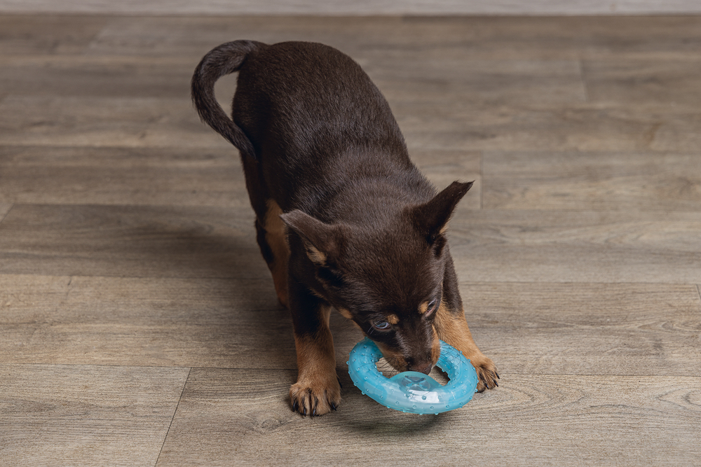 Beeztees Yavru Köpek Oyuncağı, Diş Kaşıma için Soğutulabilir, TPR, Mavi, 10x10x2,3cm - 5