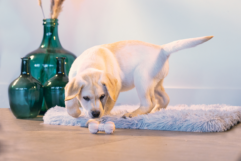 Beeztees Yavru Köpek Oyuncağı, Diş Kaşıma ve Masaj Dambıl, Kauçuk, Pembe, 9cm - 2