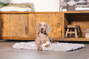 Beeztees Yavru Köpek Oyuncağı, Diş Kaşıma ve Masaj Dambıl, Kauçuk, Pembe, 9cm - 3