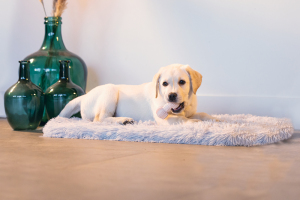 Beeztees Yavru Köpek Oyuncağı, Diş Kaşıma ve Masaj Dambıl, Kauçuk, Pembe, 9cm - 4