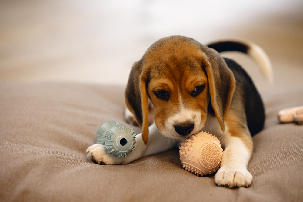 Beeztees Yavru Köpek Oyuncağı, Diş Kaşıma ve Masaj Topu, Kauçuk, Pembe, 5cm - 3