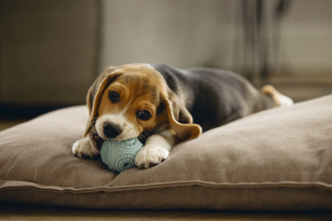 Beeztees Yavru Köpek Oyuncağı, Diş Kaşıma ve Masaj Topu, Kauçuk, Yeşil, 5cm - 2