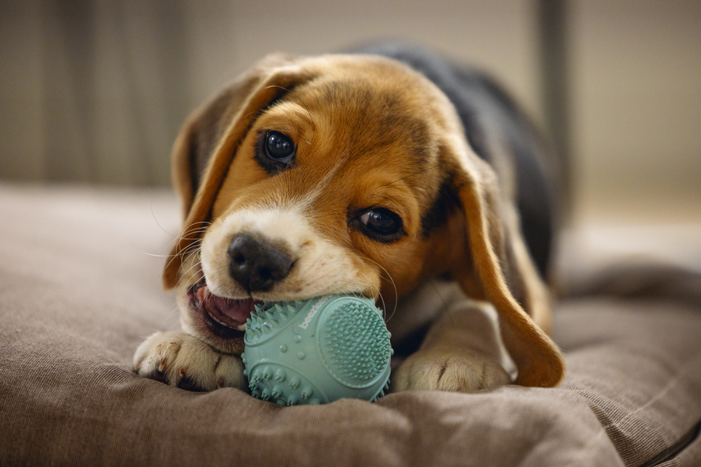 Beeztees Yavru Köpek Oyuncağı, Diş Kaşıma ve Masaj Topu, Kauçuk, Yeşil, 5cm - 3